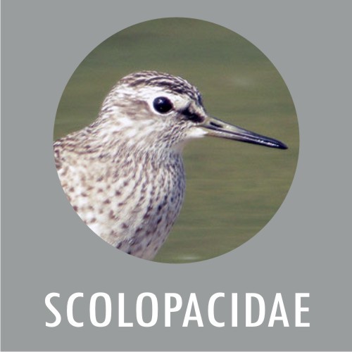 Scolopacidae