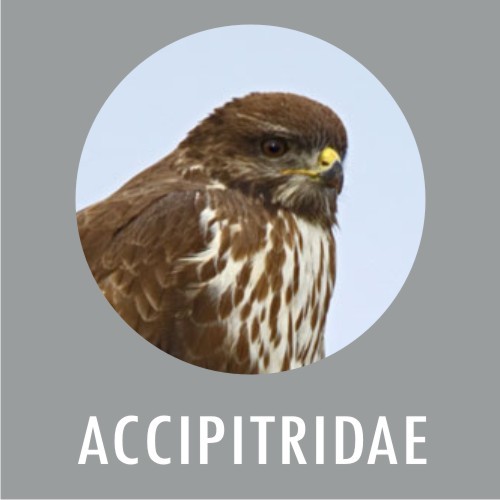 ACCIPITRIDAE