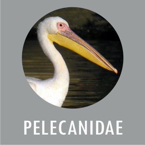 PELECANIDAE
