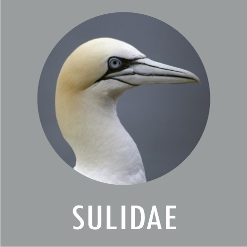 SULIDAE