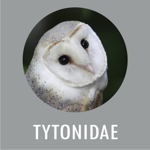 Tytonidae