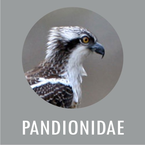 PANDIONIDAE