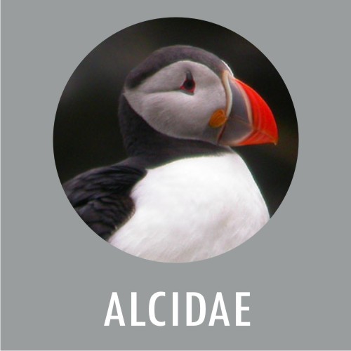 ALCIDAE