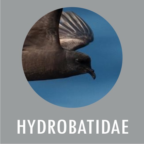 Hydrobatidae