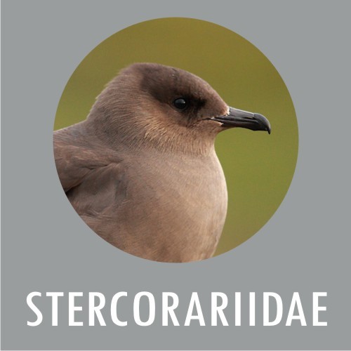 Stercoraridae
