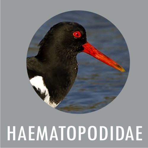 HEMATOPOIDIDAE