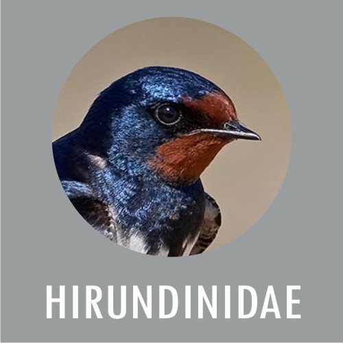 Hirundinidi