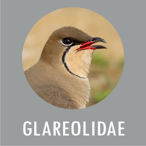 Glareolidae