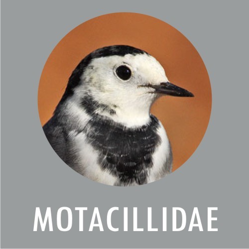 Motacillidae