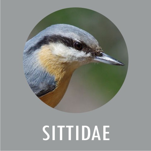 Sittidae