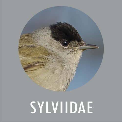 Sylviidae