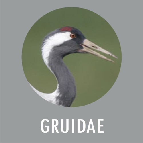 GRUIDAE