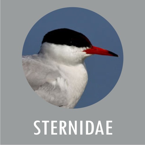 STERNIDAE
