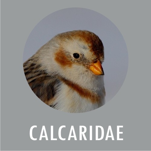 Calcaridae