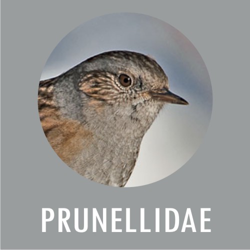 Prunellidae