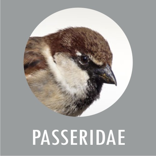 Passeridae