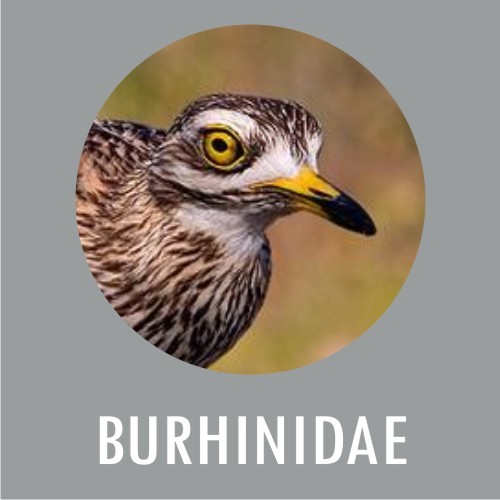 BURHINIDAE