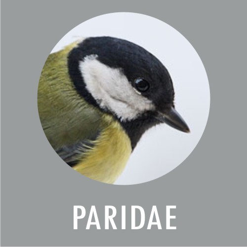 Paridae