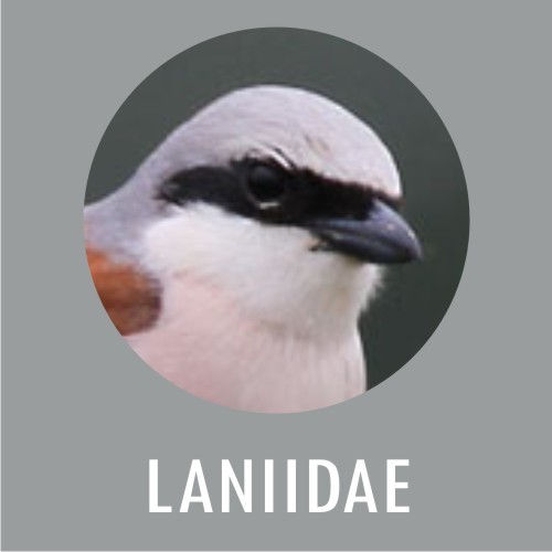 Laniidae