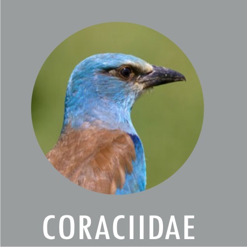 Coraciidae
