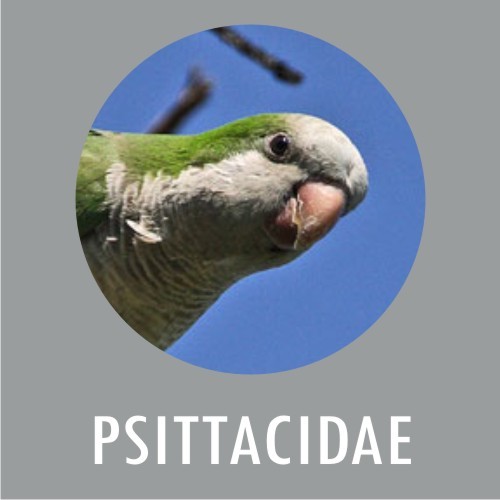 PSITTACIDAE