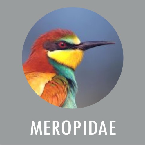 Meropidae