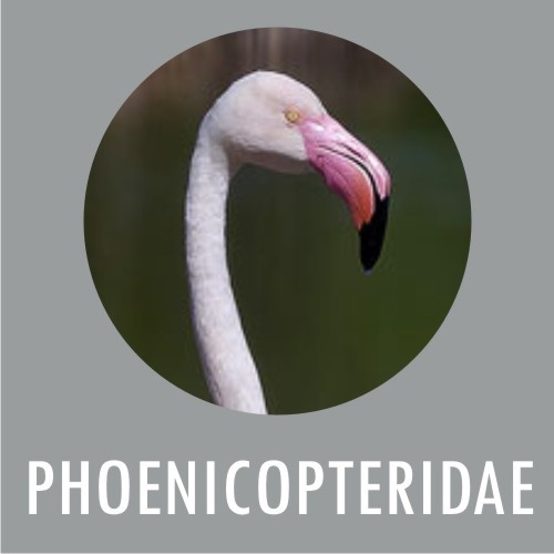 PHOENICOPTERIDAE