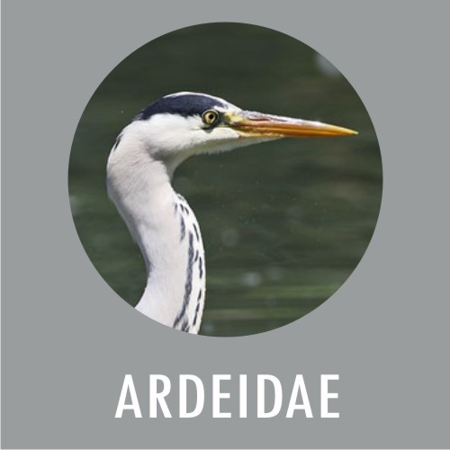 ARDEIDAE
