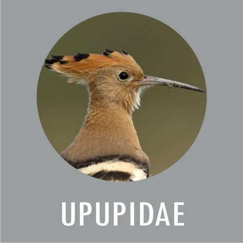 Upupidae