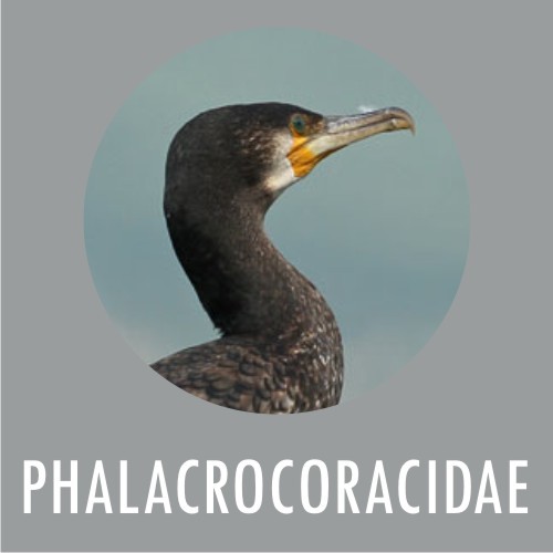 PHALACROCORACIDAE
