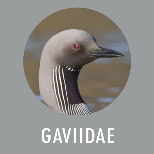 GAVIDAE