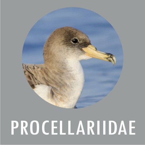 Procellariidae