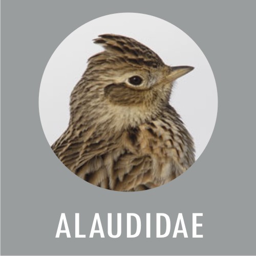 Alaudidae