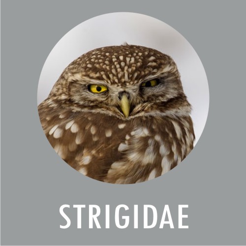 Strigidae