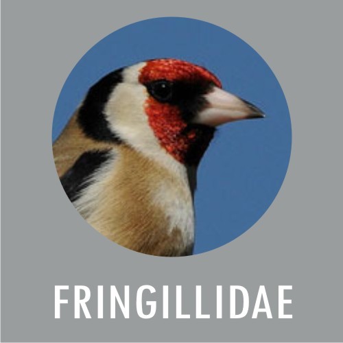 Fringillidae