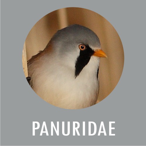 Panuridae