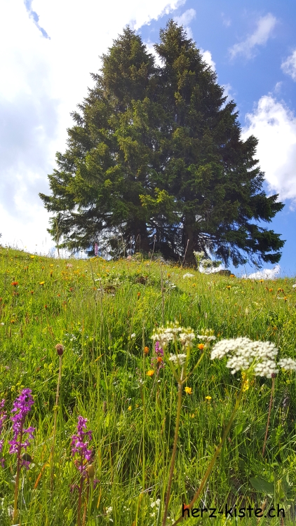 Blumenwiese mit Baum am Seebergsee