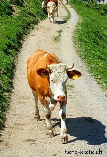 Kuh auf dem Wanderweg