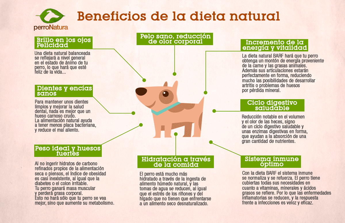 Los beneficios de la dieta BARF para perros y gatos Los beneficios de la dieta BARF para perros y gatos