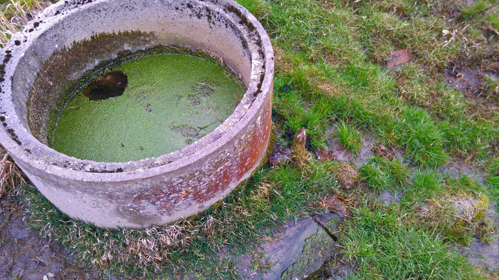 Teilweise eingefasster Quellbereich auf den Havwiesen, der über den ehemaligen Speisewasserstollen von 1871 das heutige Grundwasserstockwerk der Kalkbergscholle  entwässert, fördert hochgradig mineralisiertes Wasser [vorwiegend CaSO4 / 6.640µS am 3.7.13]