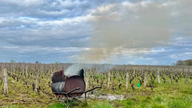 Vignes à Meursault