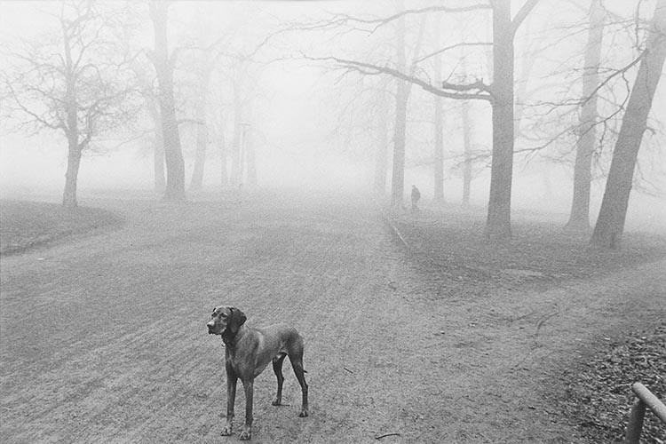 Hund im Park | analoges Foto / Handabzug S/W | 1999 | Halle