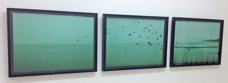 Black Birds - Triptychon, 3x50x70 cm, pigment print and black paper, Foto 2013 - print 2015