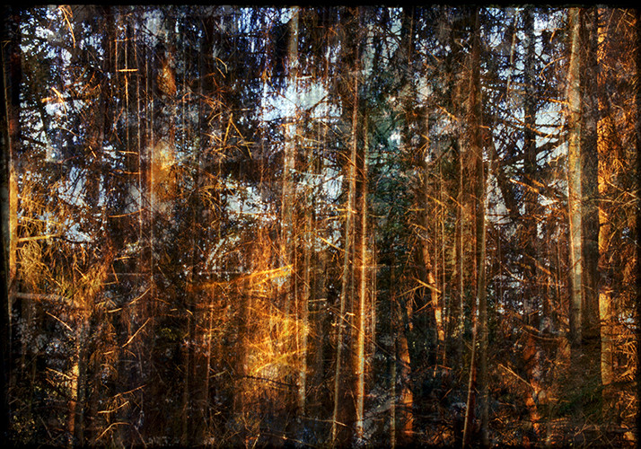 from series: "burning woods" | Fine Art Print | 70x100 cm | 2012
