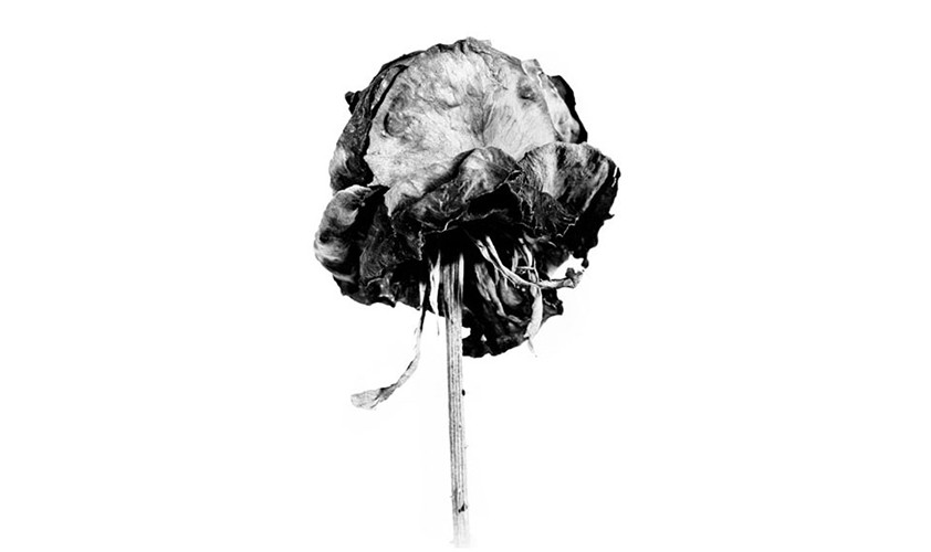 Rose, Fiber-Based-Fine Art Print, 42x57 cm , 2010