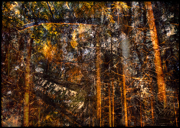 from series: "burning woods" | Fine Art Print | 70x100 cm | 2012