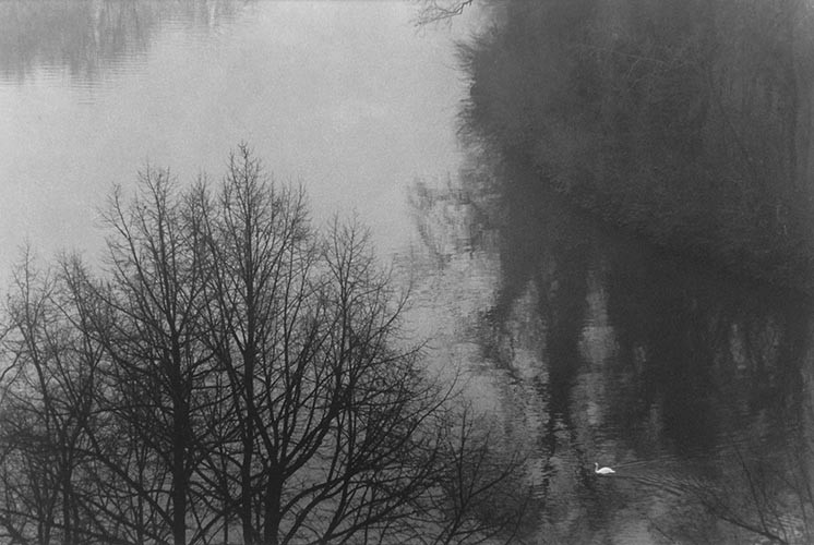 Schwan, Fluss, Baum | analoges Foto / Handabzug S/W | 2007 | Halle