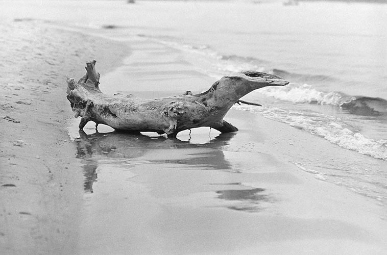 Krokodil aus Holz | analoges Foto / Handabzug S/W | 1973 | Dnjepropjetrowsk 