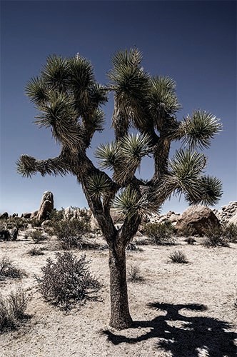 Joshua Tree - 2012, 90x60cm, fineArt print auf GlossArtFibre kaschiert, auf 4mm AluDiBond, Schattenfugenrahmen Nussbaum massiv