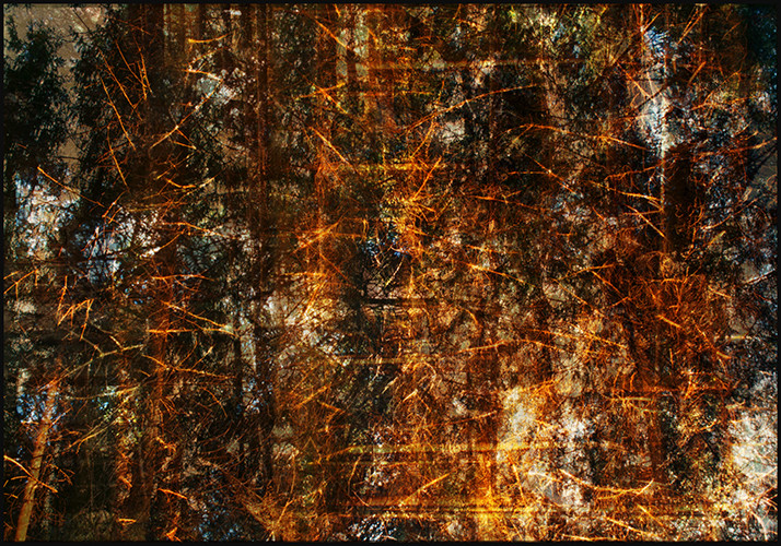 from series: "burning woods" | Fine Art Print | 70x100 cm | 2012